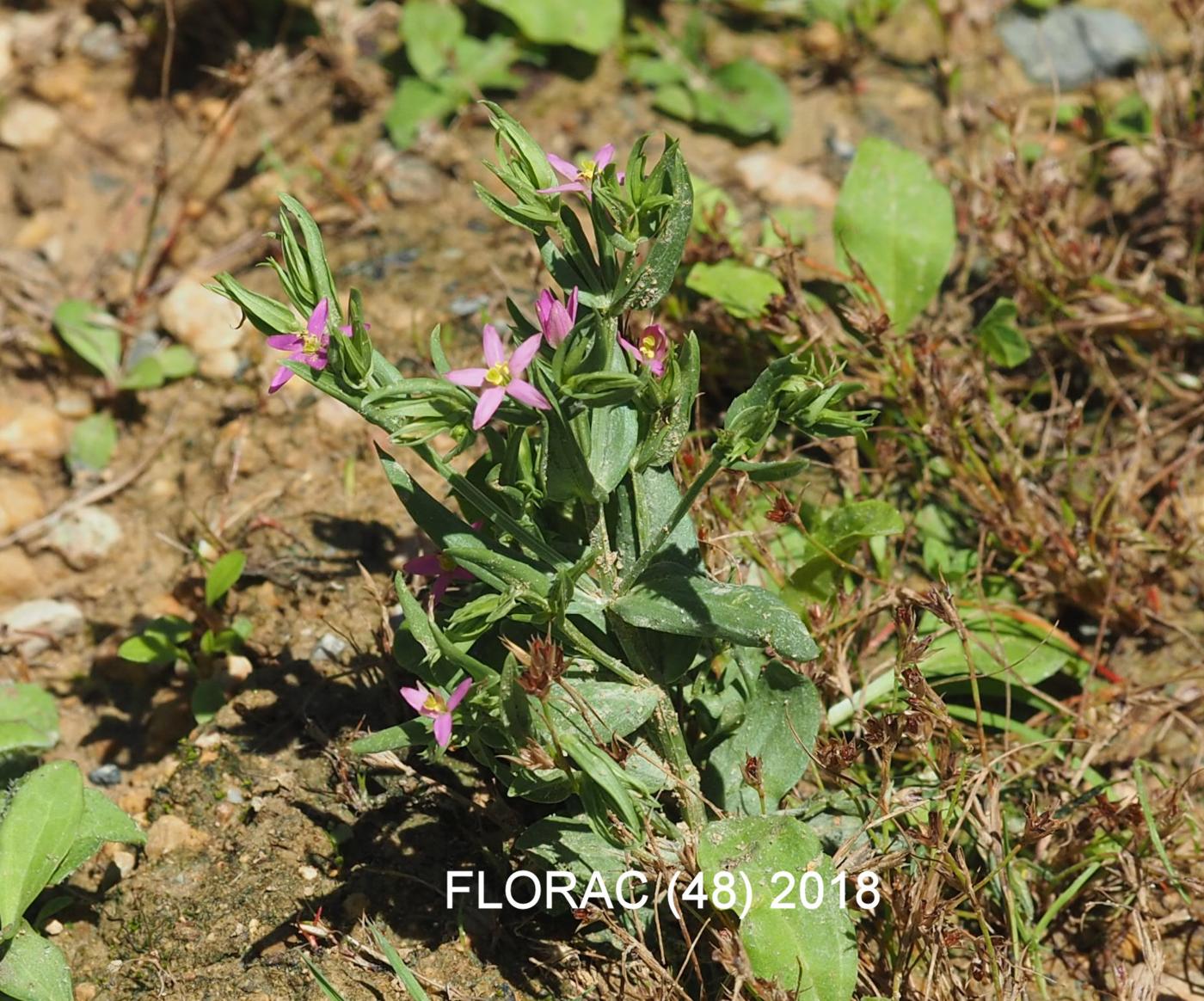 Centaury, Lesser plant